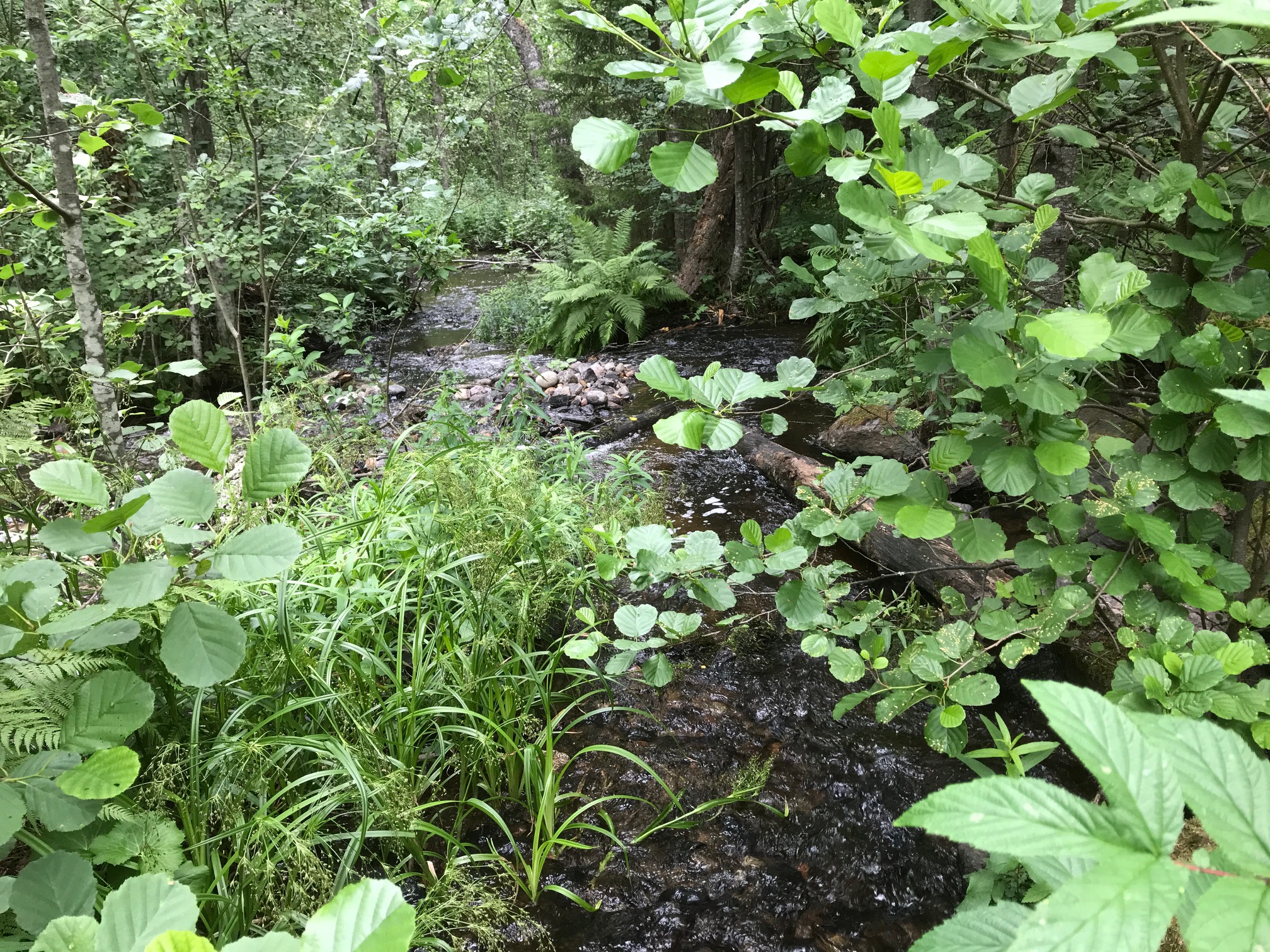 IMG_0471 (1)Vuorenmylly 2